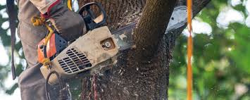 Best Tree Maintenance Programs  in Renton, WA