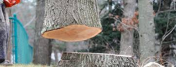 Best Hazardous Tree Removal  in Renton, WA
