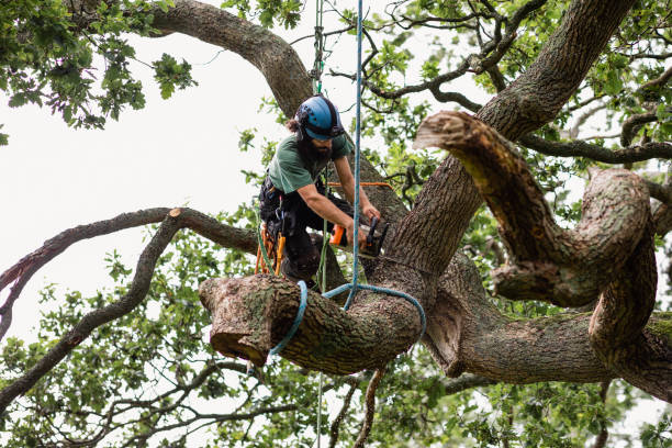 Best Tree Health Inspection  in Renton, WA