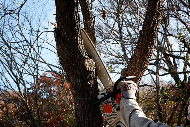 Best Tree Preservation Services  in Renton, WA