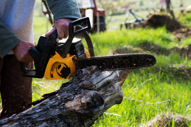 Best Arborist Consultation Services  in Renton, WA