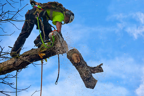 How Our Tree Care Process Works  in  Renton, WA