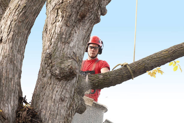 Tree and Shrub Care in Renton, WA